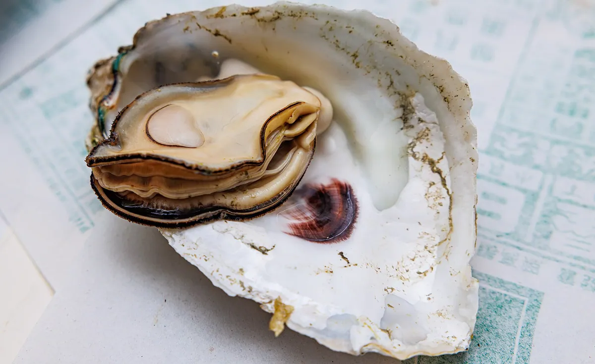 Seafood food typical of Aqua